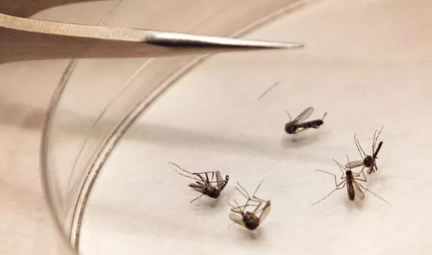 2 veba vakası daha tespit ettiler