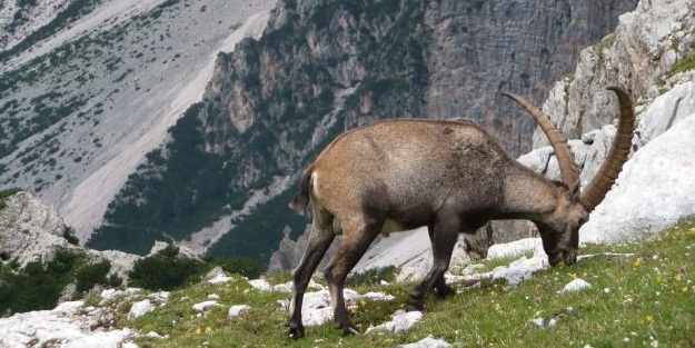 2 yavrulu keçiyi vuran avcılara şok!
