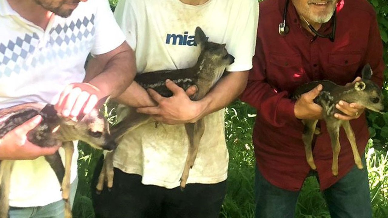 2 yavruyu doğaya salacaklardı... Sürprizle karşılaştılar