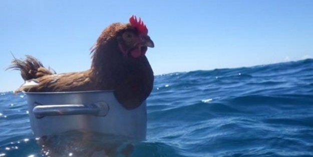 2 yıldır karış karış dünyayı gezen tavuk!