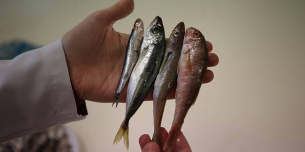 2 yıllık araştırmayla ortaya çıktı! İşte en sağlıklı balık