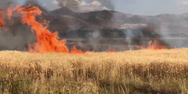 20 dönüm buğday tarlası küle döndü! Sebebi isyan ettirdi