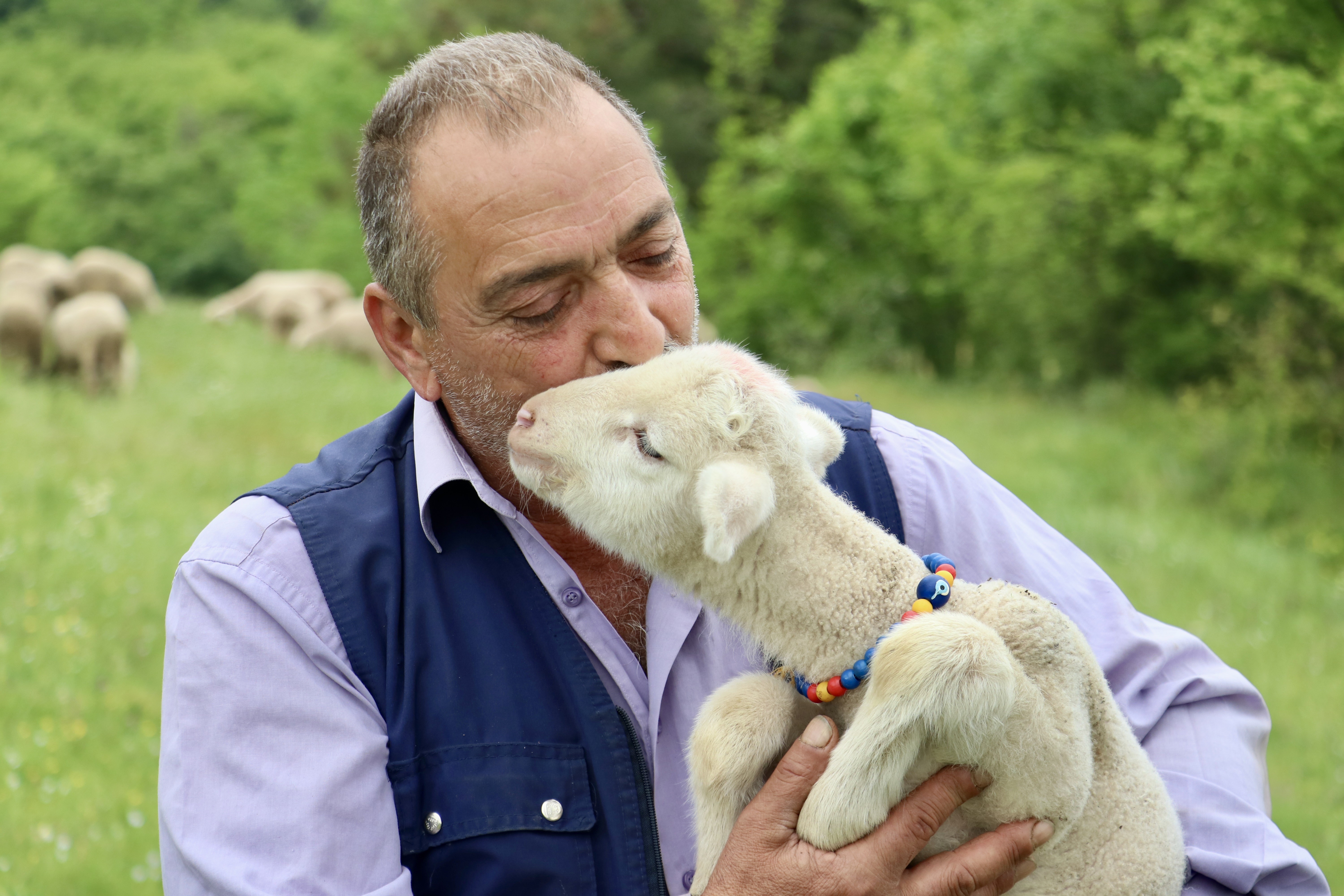 20 günlük kuzu sahibinin peşinden ayrılmıyor! Annesinden süt sağılıp biberonla besleniyor! “Arkadaş gibiyiz” İşte o görüntüler!