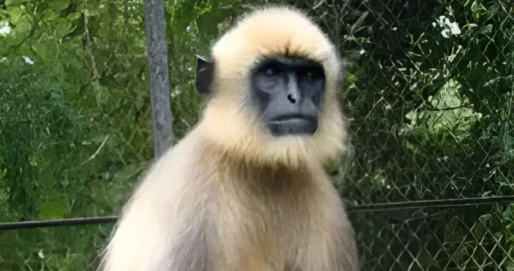 20 kişiyi öldürdü, her yerde aranıyordu, sonunda yakalandı! Katil maymuna bakın ne ceza verildi
