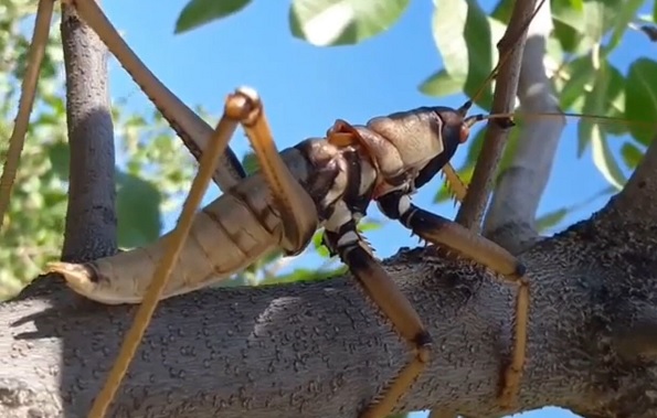 20 santimetre boyunda! O ilimizde etçil çekirge görüntülendi