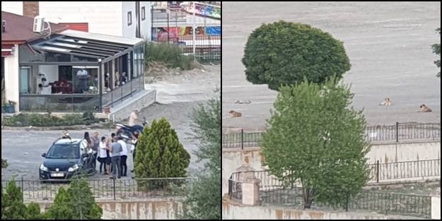 20 sokak köpeği saldırdı, küçücük çocuk canından oluyordu! Besleyen kadın ortadan kayboldu