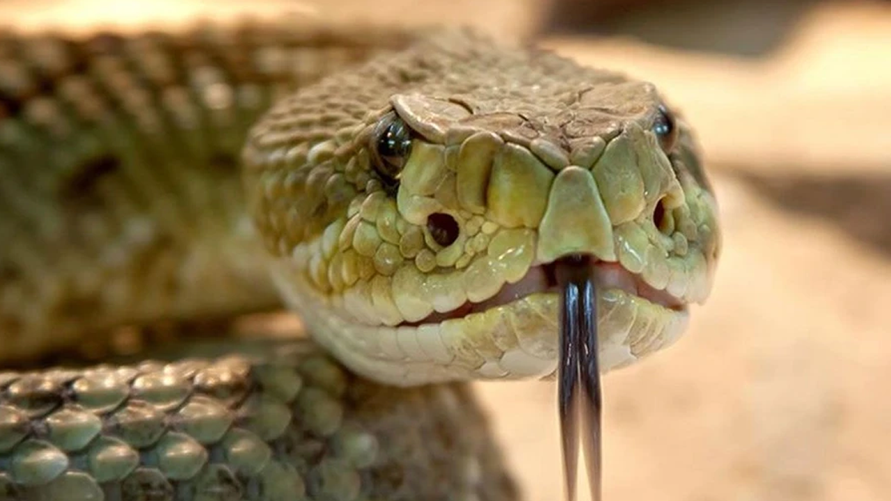 20 yıl boyunca 700 yılan tarafından ısırıldı!