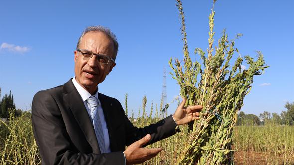 Türünün tek örneği susam bulundu!