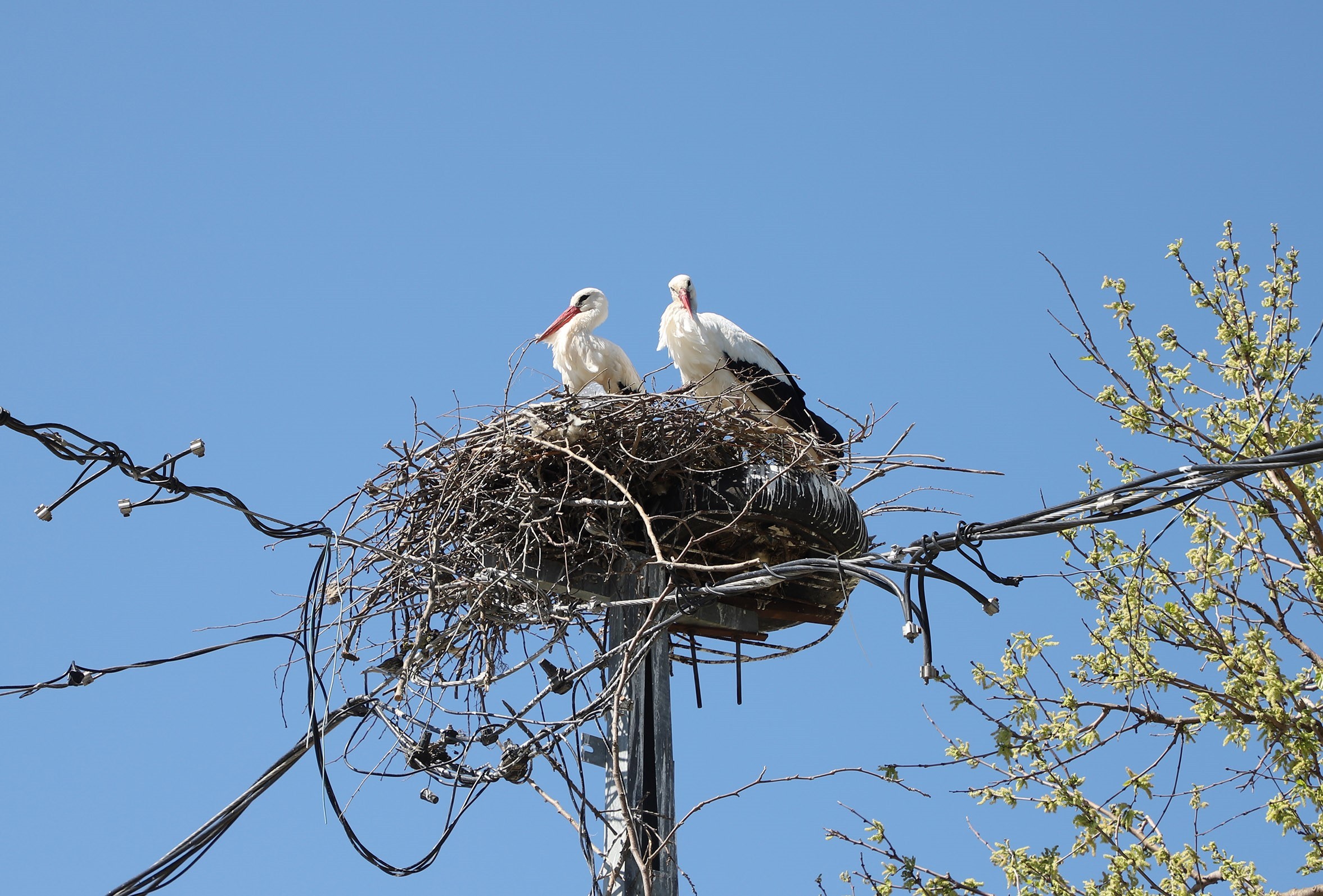 20 yıldır aynı yere yuva yapan leylekler bu yıl da gelerek yuva yaptı
