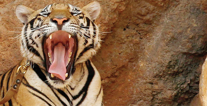 20 yıldır kafeste tutulan orangutan özgürlüklerine kavuştu