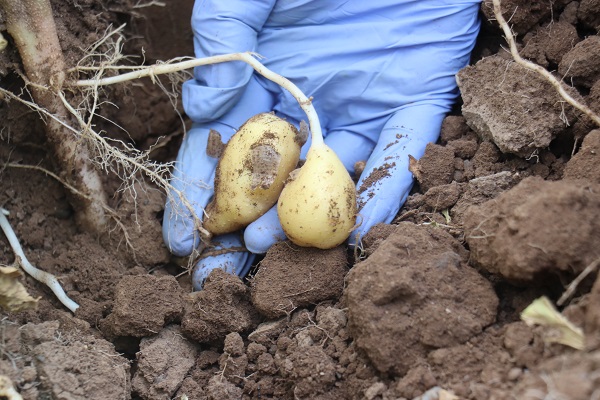 20 yıllık çalışma sonuç verdi! Herkesi heyecanlandıran gelişme