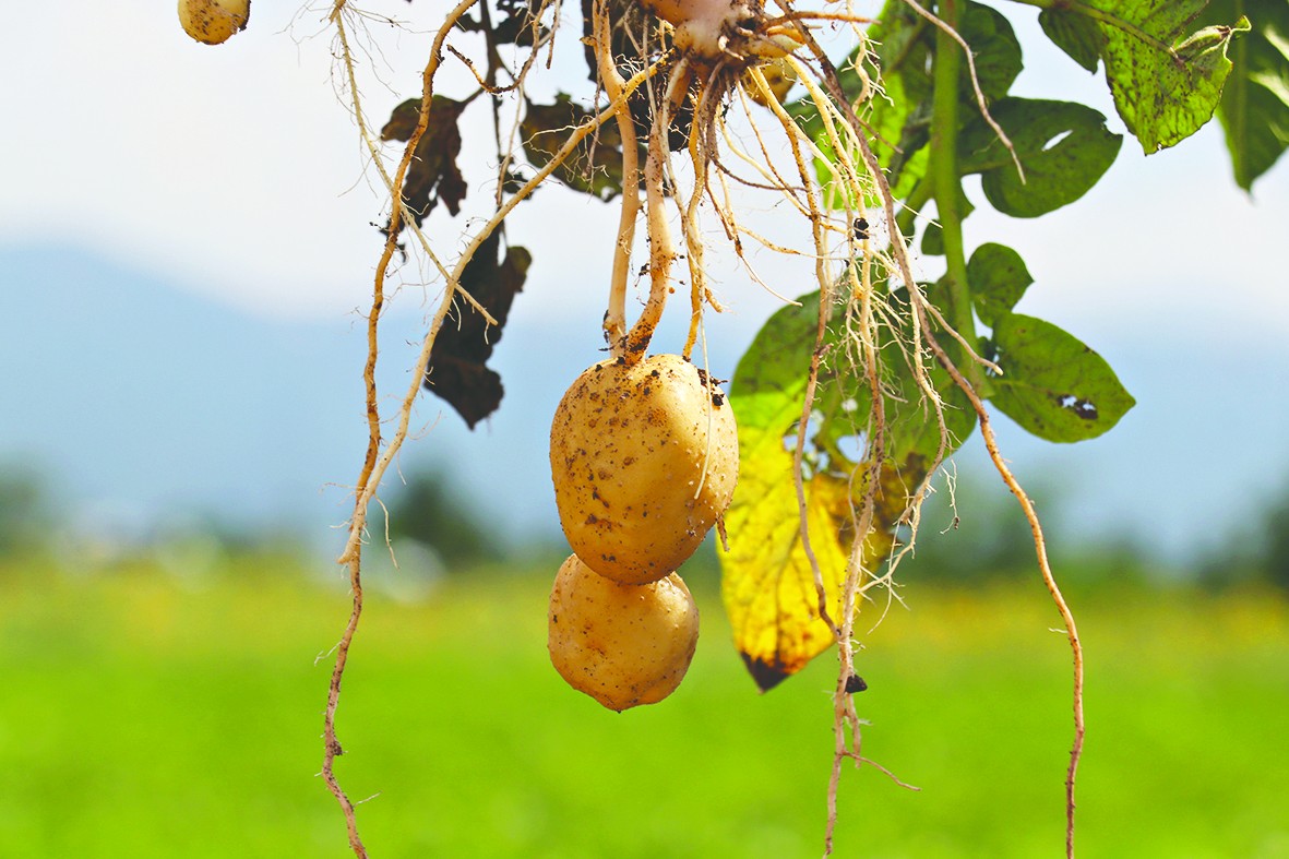 20 yıllık emekle 2 çeşit yerli patates tohumu geliştirildi