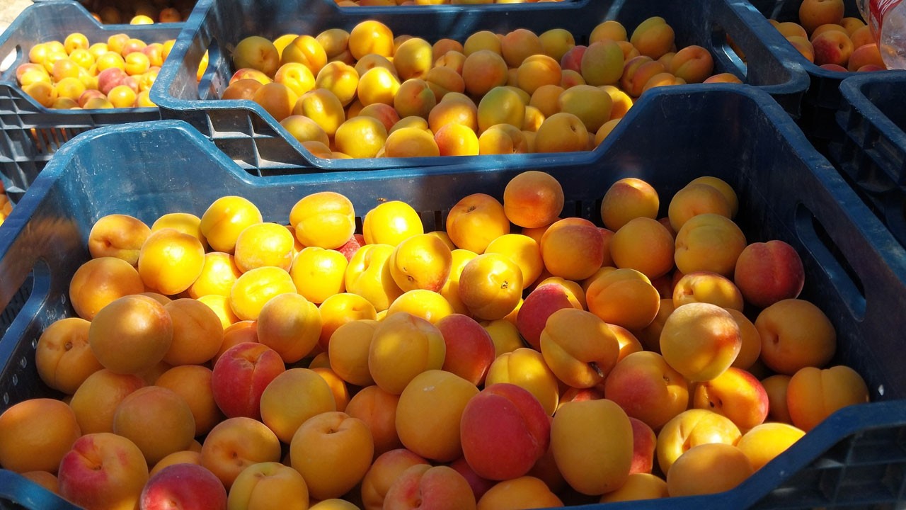 200 bin tonluk hasadın yarısı yurt dışına gidiyor