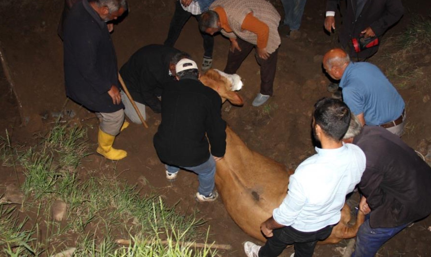200 metrelik uçurumdan düşen inek kurtarıldı