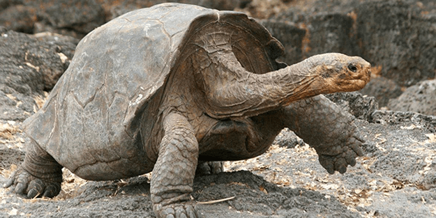 200 yıla kadar yaşayabiliyorlar: Kaplumbağaların uzun yaşamlarının sırrı ortaya çıktı!