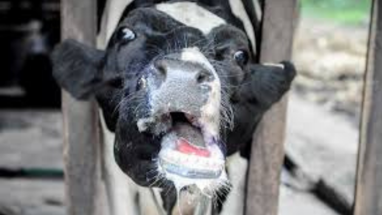 2001 korkusu geri döndü: İngiltere şap hastalığı endişesiyle sınırları kapattı!