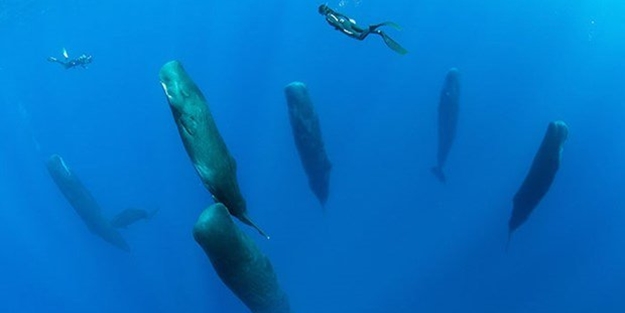 2008 senesinde belgelenmişti, işte böyle görüntülendi...