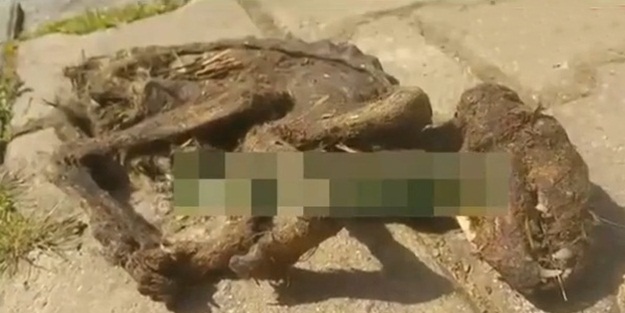 200'e yakın tavuğun kafasını koparttı