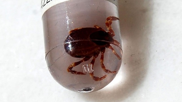 200'ün üzerinde hastalık taşıyor! Uzmanından yaz aylarında 'dikkatli olun' uyarısı