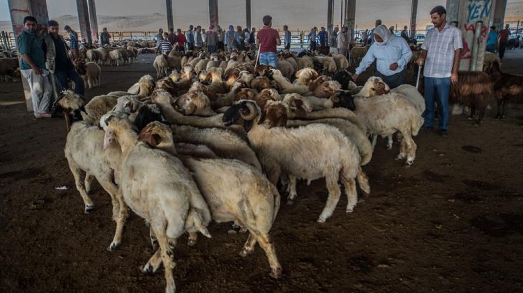 2017 Avrupa Yakası kurban kesim ve satış yerleri açıklandı