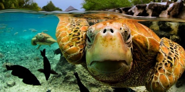 2017'nin en iyi sualtı fotoğrafları