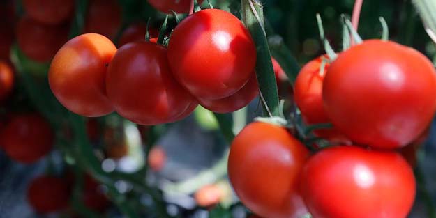 2017'nin zam şampiyonu 'domates'