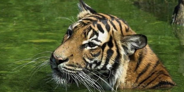 2018 senesinde soyu tehlikede olan 10 hayvan