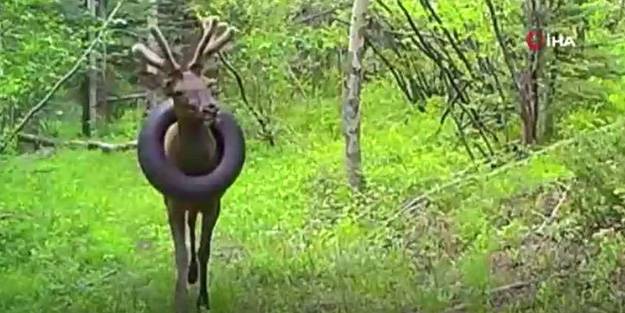 2019'da fark edilmişti! Araba lastiğiyle dolaşan geyik kurtarıldı