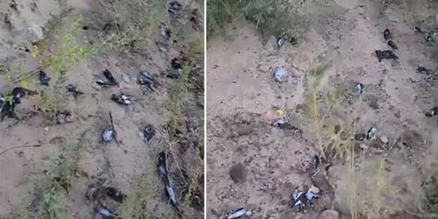 2020 devam ediyor... Sonunda bu felaket de oldu! Gökten kuş yağdı