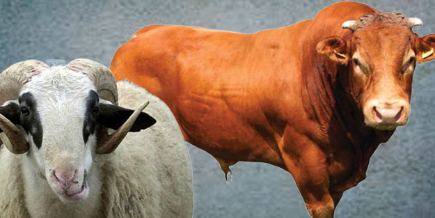 2022 kurban fiyatları ne kadar olur? Kurbanlık fiyatları ne kadar? 2022 kurban fiyatları: