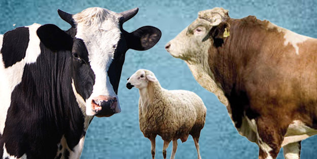 2022 kurban fiyatları belli oldu!