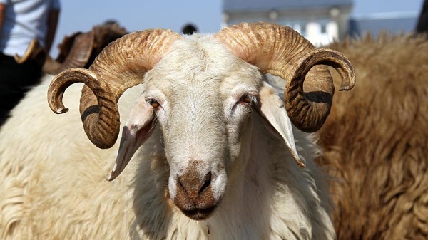 2022 kurbanlık fiyatları belli oldu mu? Kurbanlıklar ne kadar? Büyükbaş küçükbaş kurbanlık fiyatları 2022