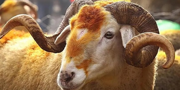2022 yılı kurban vekalet ücretleri belli oldu
