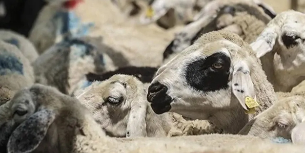 2023 yılı vekaletle kurban kesim bedelleri! Diyanet ilan etti: Yurt içinde ve yurt dışında...Açıklaması