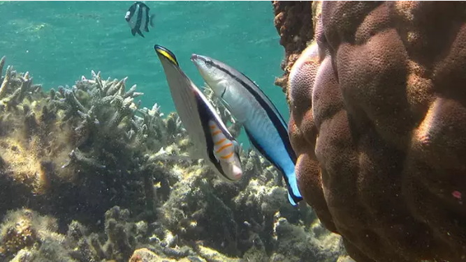 2023'e damga vuran 6 garip gerçek! Beyni yok ama çarpa çarpa öğrendi