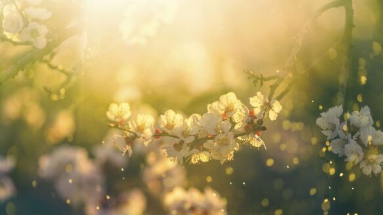 2025 cemre ne zaman düşecek? İlk cemre nereye düşecek? İşte cemre düşme tarihleri…