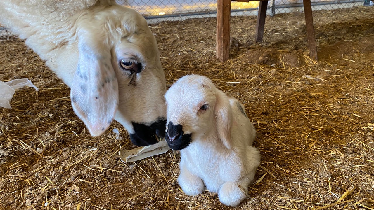 2025’in ilk kuzuları dünyaya geldi