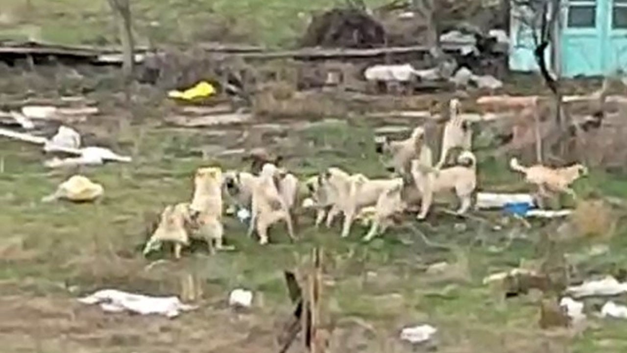 2025'te sokak ortasındaki görüntüye bak!