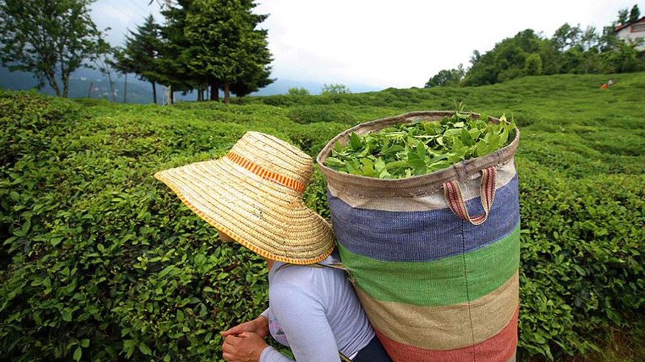 2050 alarmı! İklim krizi çay üretimini vuracak