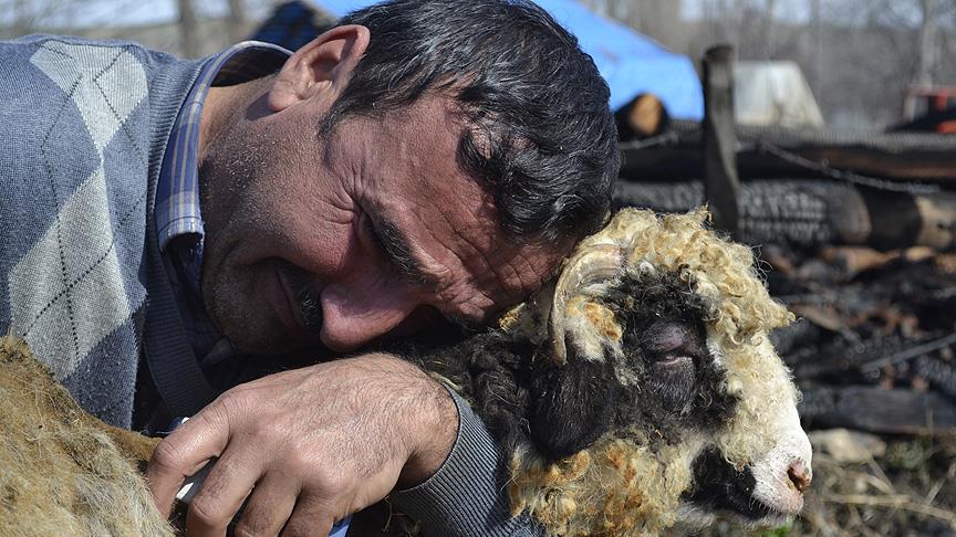 207 koyundan geriye 'Yadigar' kaldı