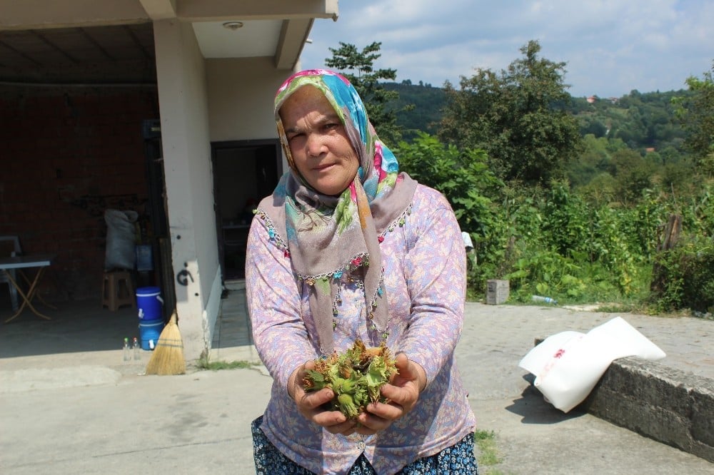 21 bin fındık üreticisinin cebine 745 milyon TL girecek 