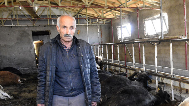 21 büyükbaş hayvan telef oldu