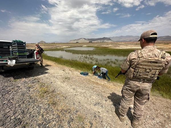 218 kilo canlı kurbağa ile yakalandılar!