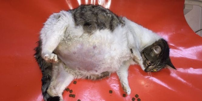 Ölmek üzereyken bulunan kedi sağlığına kavuştu