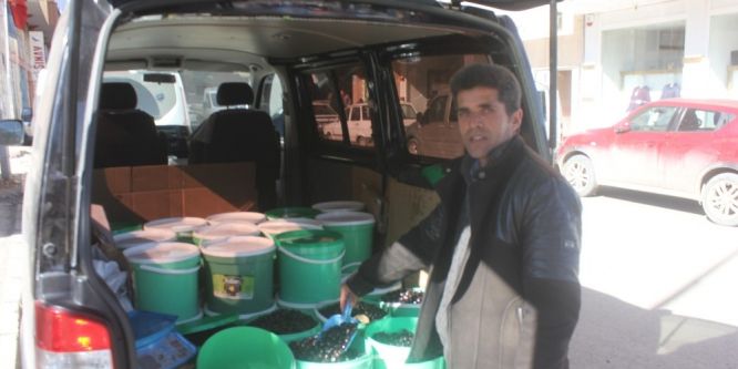 Ağrı’da Gemlik zeytinine yoğun ilgi