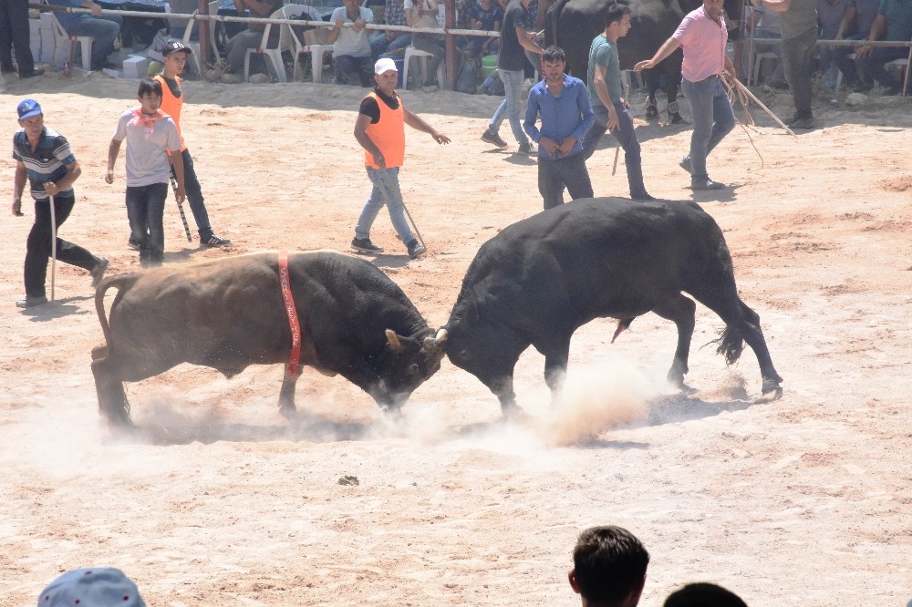 23. geleneksel Çamköy boğa güreşleri nefes kesti 