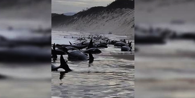 230 balina karaya vurdu!