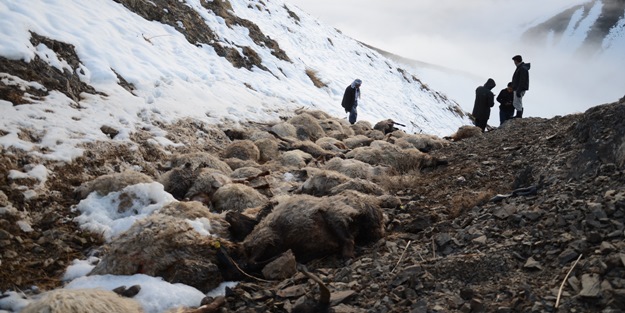 230 koyun sürü psikolojisiyle telef oldu
