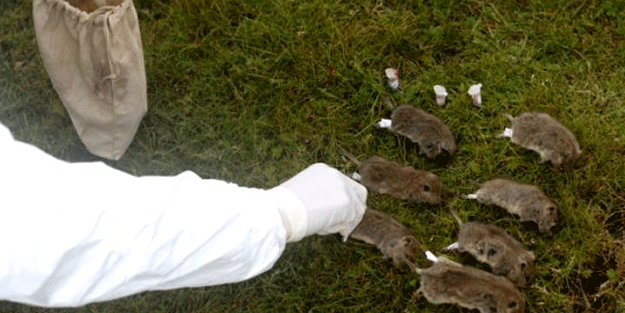 24 saat içerisinde öldürüyor! DSÖ'den Çin'de patlak veren hastalıkla ilgili açıklama