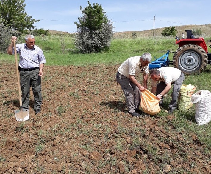 240 bin TL ceza kesilen, salep soğanları tekrar toprakla buluştu 